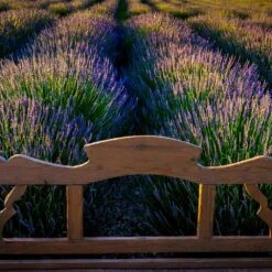 Phenomenal™ Lavender Plant -Evergreen Store Phenomenal Lavender 8 FGT