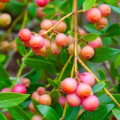 Pink Lemonade Blueberry Bush 6 Pink Lemonade Blueberry Bush -Evergreen Store Pin Lemonade Blueberry 1 26802e0d 4603 49c8 8784 fb7544bea792