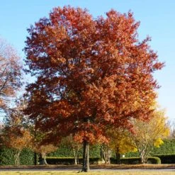 Pin Oak Tree -Evergreen Store Pin Oak 5 FGT