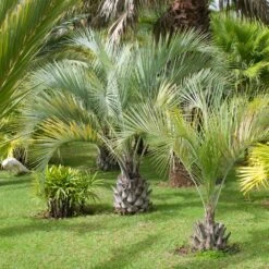Pindo Palm -Evergreen Store Pindo Palm 2 FGT