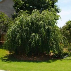 Pink Weeping Cherry Tree -Evergreen Store Pink Double Weeping Cherry 2