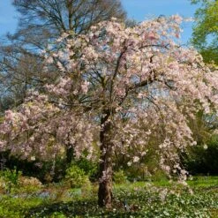 Pink Weeping Cherry Tree -Evergreen Store Pink Double Weeping Cherry 6 FGT