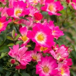 Pink Drift® Rose -Evergreen Store Pink Drift Rose 1 FGT