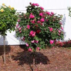 Pink Knock Out® Rose Tree -Evergreen Store Pink Knockout Rose Tree 2