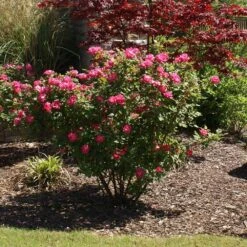 Double Pink Knock Out® Rose 9 Double Pink Knock Out® Rose -Evergreen Store Pink Knockout Shrub 3