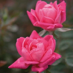 Double Pink Knock Out® Rose 7 Double Pink Knock Out® Rose -Evergreen Store Pink Knockout Shrub 4 FGT