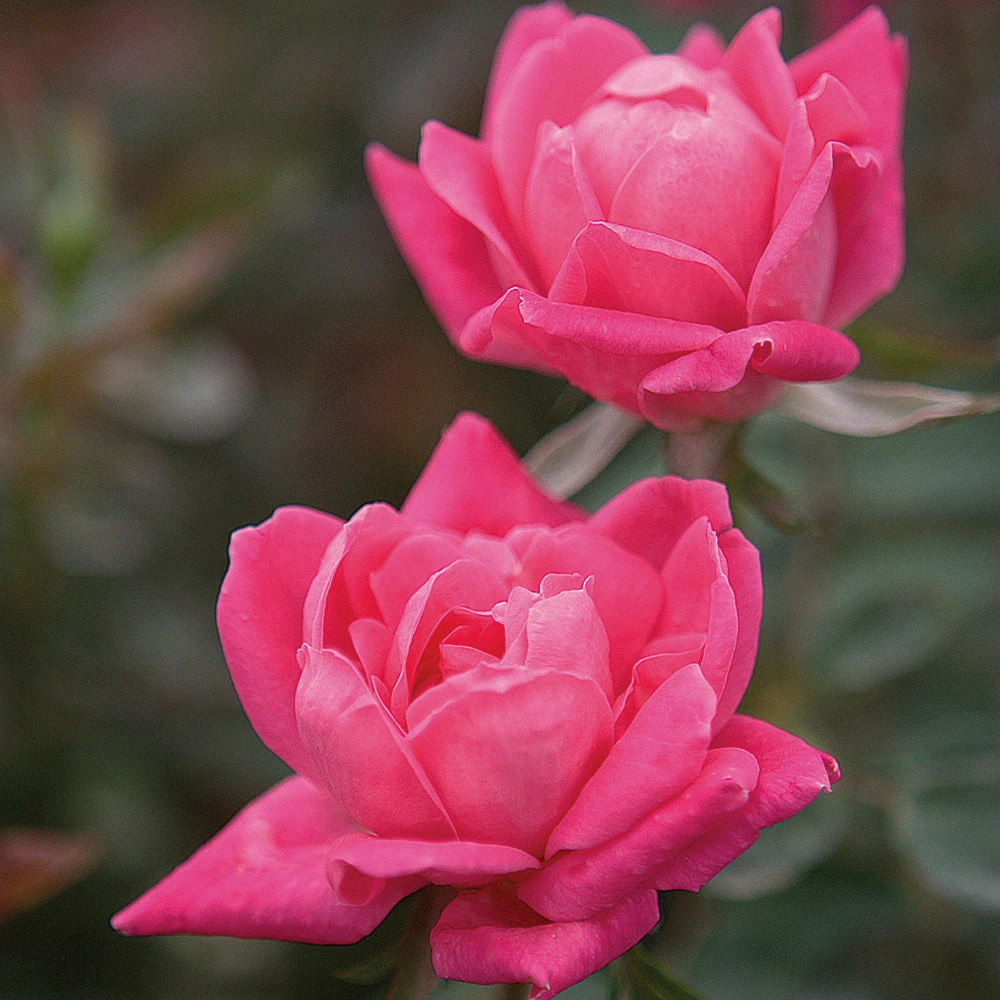 Double Pink Knock Out® Rose 3 Double Pink Knock Out® Rose - Image 3