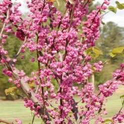 'Pink Pom Poms' Redbud Tree -Evergreen Store Pink Pom Pom Redbud 2