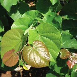 'Pink Pom Poms' Redbud Tree -Evergreen Store Pink Pom Pom Redbud 4