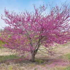 'Pink Pom Poms' Redbud Tree -Evergreen Store Pink Pom Pom Redbud 5