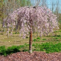 Pink Snow Showers™ Weeping Cherry Tree -Evergreen Store Pink Snow Showers Flowering Chery 1