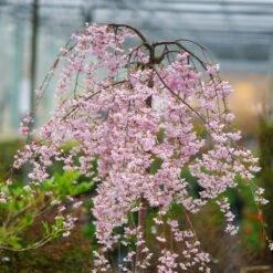 Pink Snow Showers™ Weeping Cherry Tree -Evergreen Store Pink Snow Showers Flowering Chery 2