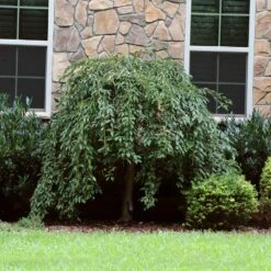 Pink Snow Showers™ Weeping Cherry Tree -Evergreen Store Pink Snow Showers Flowering Chery 4