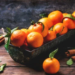 Pixie Mandarin Tree -Evergreen Store Pixie Mandarin Tree 3