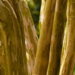 Pink Velour Crape Myrtle -Evergreen Store Pnk Velour Crape Myrtle