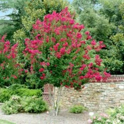 Pink Velour Crape Myrtle -Evergreen Store Pnk Velour Crape Myrtle 4 FGT