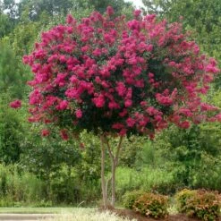 Pink Velour Crape Myrtle -Evergreen Store Pnk Velour Crape Myrtle 5 FGT