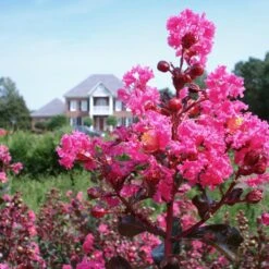 Pink Velour Crape Myrtle -Evergreen Store Pnk Velour Crape Myrtle 6 FGT