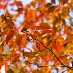 Pink Velour Crape Myrtle -Evergreen Store Pnk Velour Crape Myrtle 8