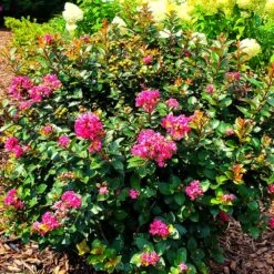 Pocomoke Crape Myrtle -Evergreen Store Pocomoke Crape myrtle 2