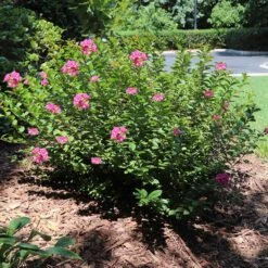 Pocomoke Crape Myrtle -Evergreen Store Pokomoke 1