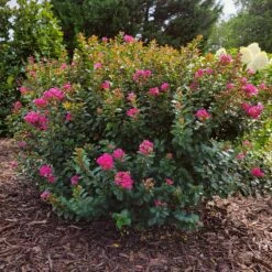 Pocomoke Crape Myrtle -Evergreen Store Pokomoke 3