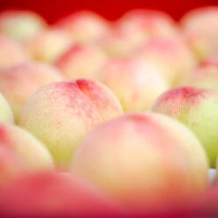 Polly Peach Tree -Evergreen Store Polly Peach 2