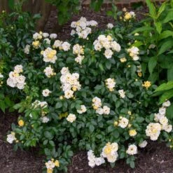 Popcorn Drift® Rose 5 Popcorn Drift® Rose -Evergreen Store Popcorn Drift Rose 3