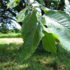 Prairie Expedition® Elm Tree -Evergreen Store Prairie Expedition Elm 2