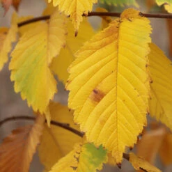 Prairie Expedition® Elm Tree -Evergreen Store Prairie Expedition Elm 3