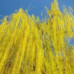 Prairie Cascade Weeping Willow -Evergreen Store Prarie Cascade Willow 3 FGT