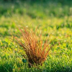 Prairie Fire Sedge 7 Prairie Fire Sedge -Evergreen Store Prarie Fire Sedge 5 FGT