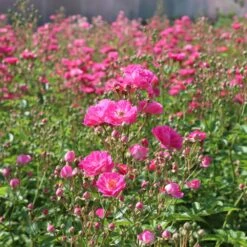 Pretty Polly® Pink Rose 7 Pretty Polly® Pink Rose -Evergreen Store Pretty Polly Pink