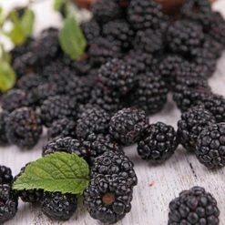 Prime Ark Freedom Blackberry - USDA Organic -Evergreen Store Prime Ark Freedom Blackberries 2 450w 6eb9fce9 bbe8 4d18 aff3 ccaf8f5427c6