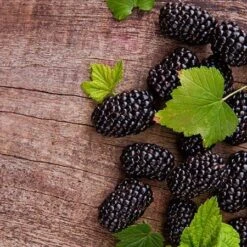 Prime Ark Freedom Blackberry - USDA Organic -Evergreen Store Prime Ark Freedom Blackberries 450w d5286eb3 bcc5 4d9f baed f30b1d6d3dee