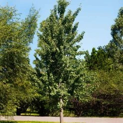 Princeton Sentry™ Columnar Ginkgo Tree 5 Princeton Sentry™ Columnar Ginkgo Tree -Evergreen Store Princeton Sentry Ginkgo Tree 1