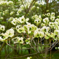 Mexican Flowering Dogwood Tree -Evergreen Store Pringle Mexican Dogwood 1