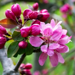 Profusion Crabapple Tree -Evergreen Store Profussion Crabapple 3 FGT