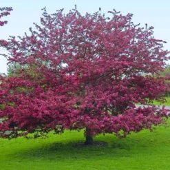 Profusion Crabapple Tree -Evergreen Store Profussion Crabapple 5