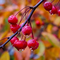 Profusion Crabapple Tree -Evergreen Store Profussion Crabapple 6