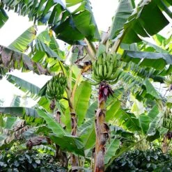 Puerto Rican Plantain Banana Tree -Evergreen Store Puerto Rican Plantain Banana Tree 10