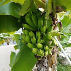 Evergreen Store -Evergreen Store Puerto Rican Plantain Banana Tree 4