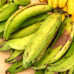 Puerto Rican Plantain Banana Tree -Evergreen Store Puerto Rican Plantain Banana Tree 7