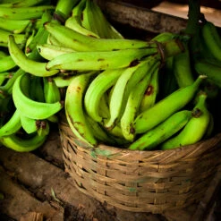 Puerto Rican Plantain Banana Tree -Evergreen Store Puerto Rican Plantain Banana Tree 9