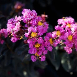 Black Diamond® Crape Myrtle - Purely Purple™ -Evergreen Store Purely Purple 1
