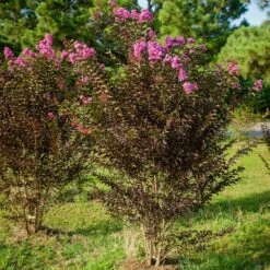 Black Diamond® Crape Myrtle - Purely Purple™ -Evergreen Store Purely Purple 3