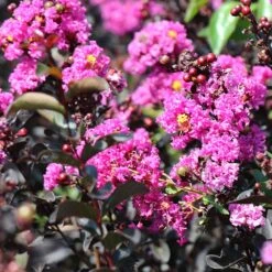 Black Diamond® Crape Myrtle - Purely Purple™ -Evergreen Store Purely Purple 4