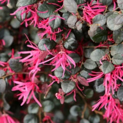 Purple Daydream® Dwarf Loropetalum 9 Purple Daydream® Dwarf Loropetalum -Evergreen Store Purple Daydream Loropetalum 1