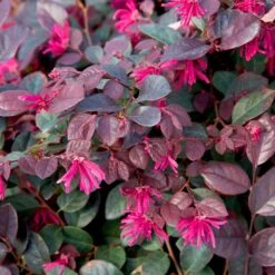 Purple Diamond® Semi-Dwarf Loropetalum 8 Purple Diamond® Semi-Dwarf Loropetalum -Evergreen Store Purple Diamond loropetalum 1