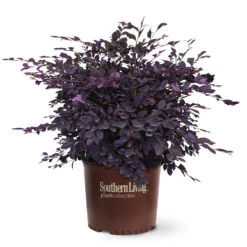 Purple Diamond® Semi-Dwarf Loropetalum 10 Purple Diamond® Semi-Dwarf Loropetalum -Evergreen Store Purple Diamond loropetalum 6